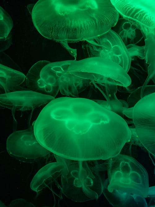 Free Close-Up Photo of Green Jellyfishes Underwater Stock Photo