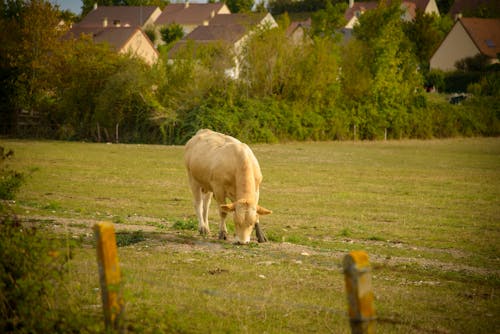 Free stock photo of animal, countryside, cow