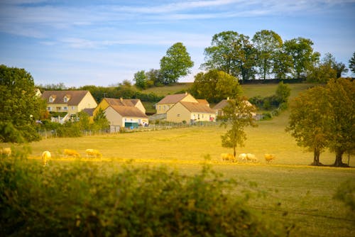 Free stock photo of animal, baby blue, country house