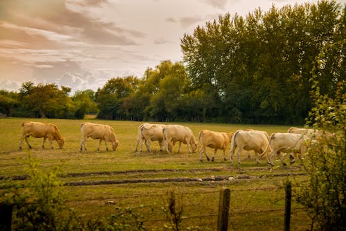 Free stock photo of countryside, cow, cow face