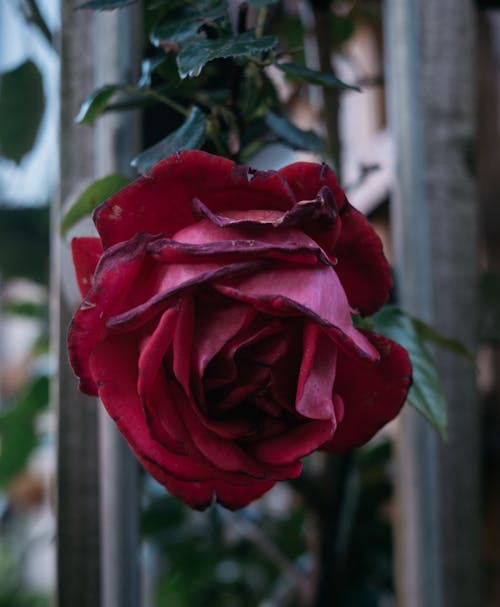 Free A Withering Red Rose in Close-up Stock Photo