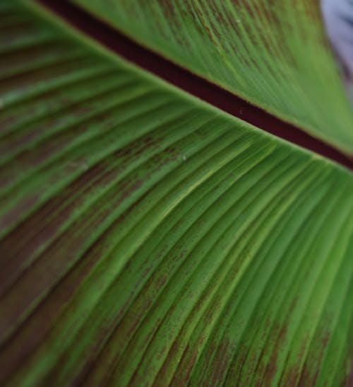 Close-Up Shot of a Green Leaf