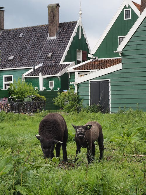 Free Texel Sheep Feeding on Grass Stock Photo