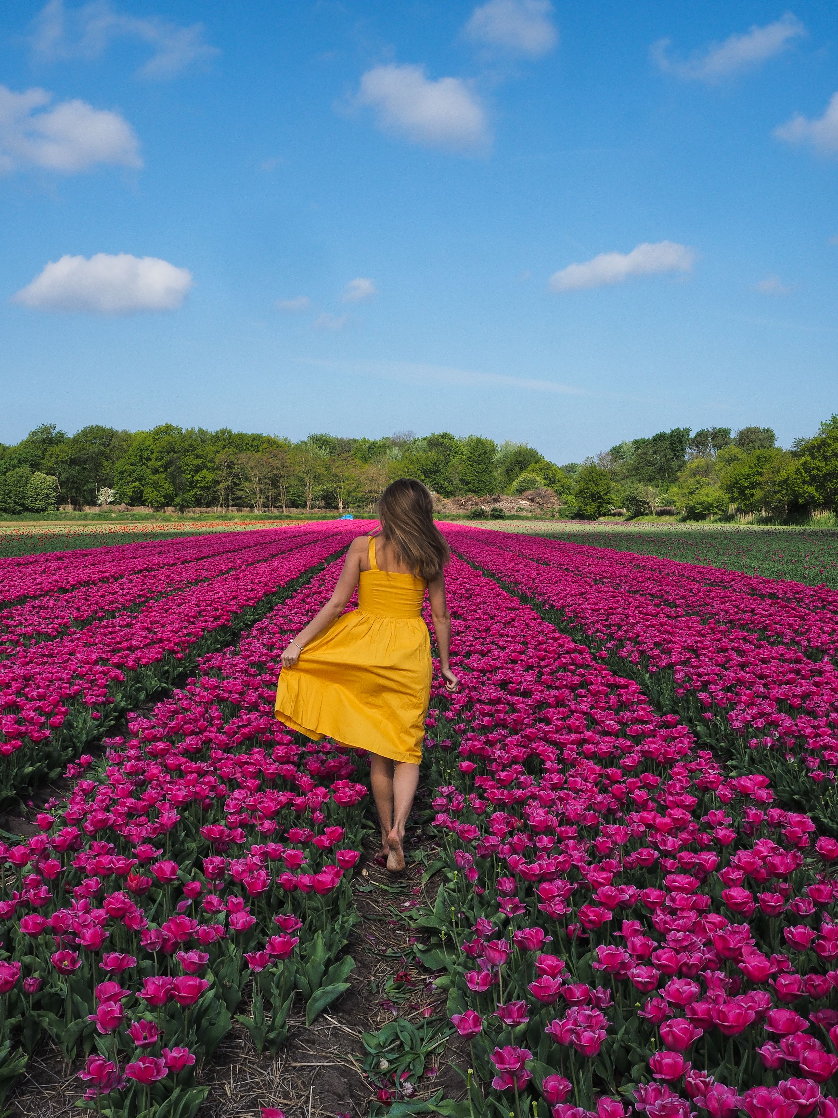 A Woman in Yellow Dress Walking on the Field of Pink Tulips · Free ...