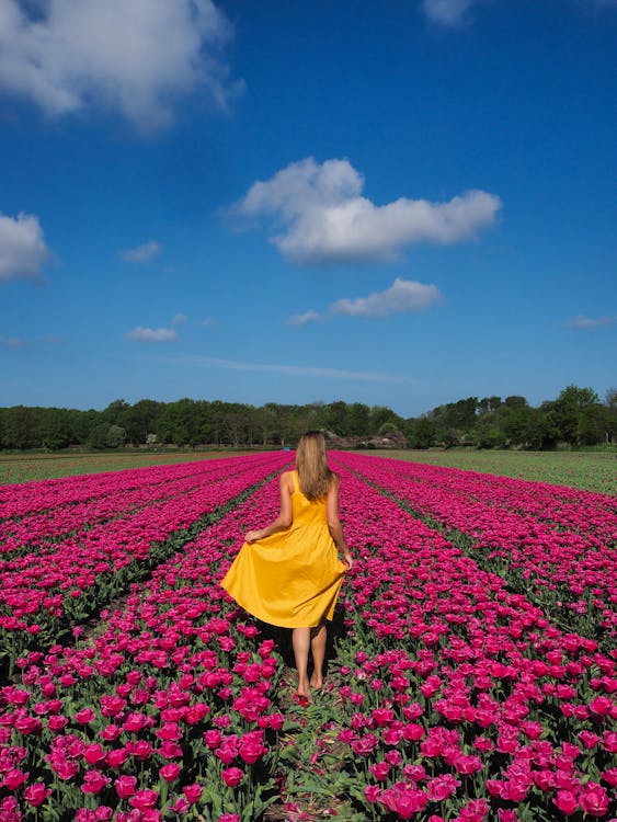 Foto de stock gratuita sobre caminando, campo, crecimiento, de espaldas,  flor, flora, floración, floreciente, flores, jardín, mujer, tiro vertical,  tulipanes rosa