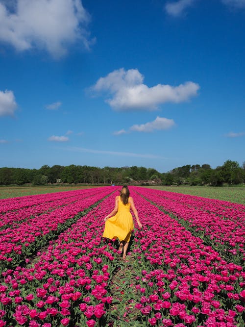 Immagine gratuita di bellissimo, campagna, campo