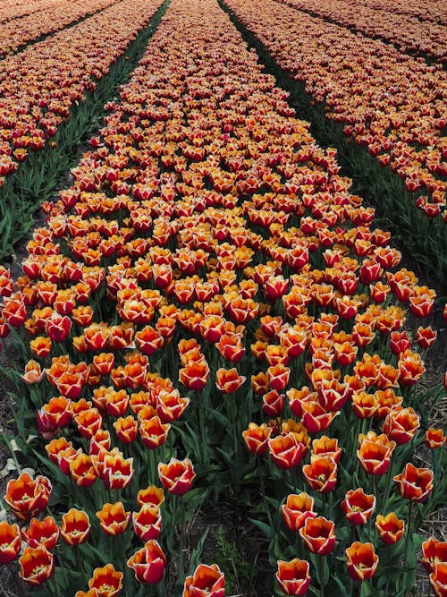 Ảnh lưu trữ miễn phí về cánh đồng hoa, đẹp, Hoa tulip