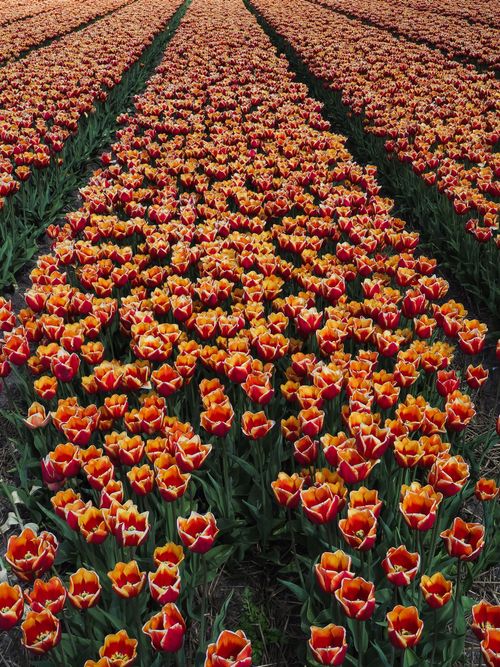 Free Capture the beauty of vibrant orange tulips blooming in a vast field in the Netherlands. Stock Photo