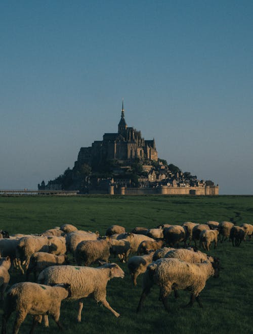 Flock of Sheep and Abbaye du Mont-Saint-Michel in the Background 