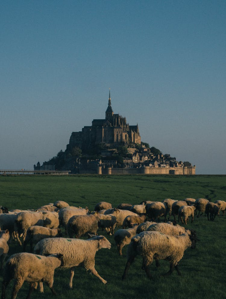 Flock Of Sheep And Abbaye Du Mont-Saint-Michel In The Background 