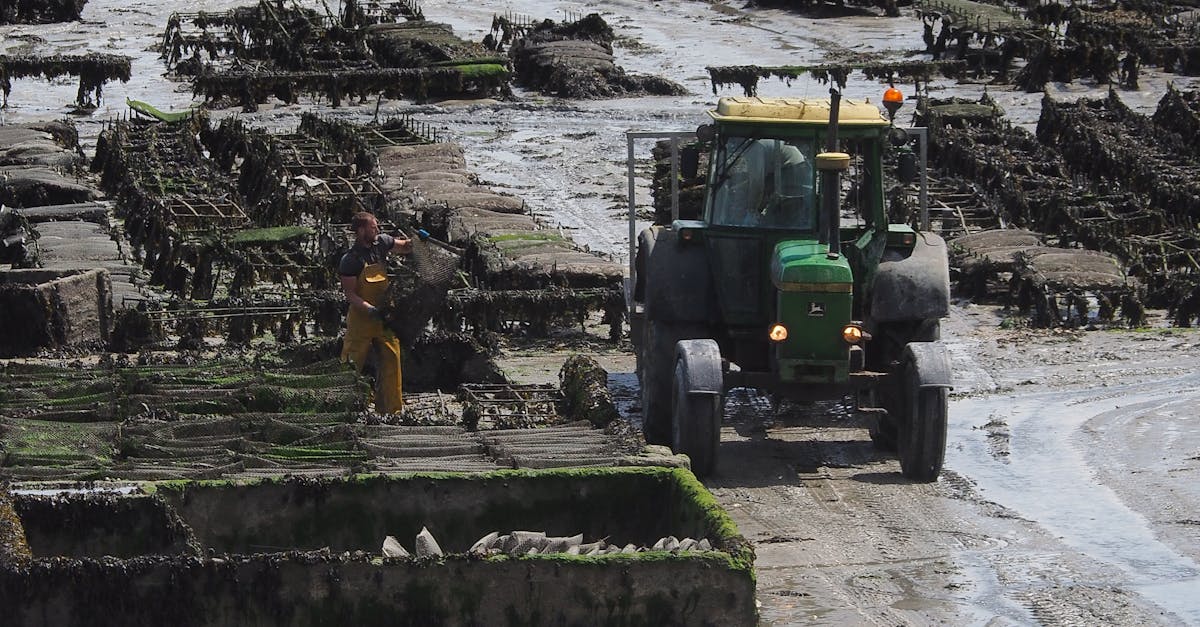 全台唯一「海牛採蚵」文化資產 芳苑國際海牛文化節熱鬧登場(有影片)
