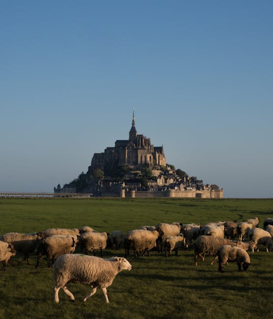 A picturesque view of Mont-Saint-Michel, France at sunset with a flock of sheep grazing in the foreground.