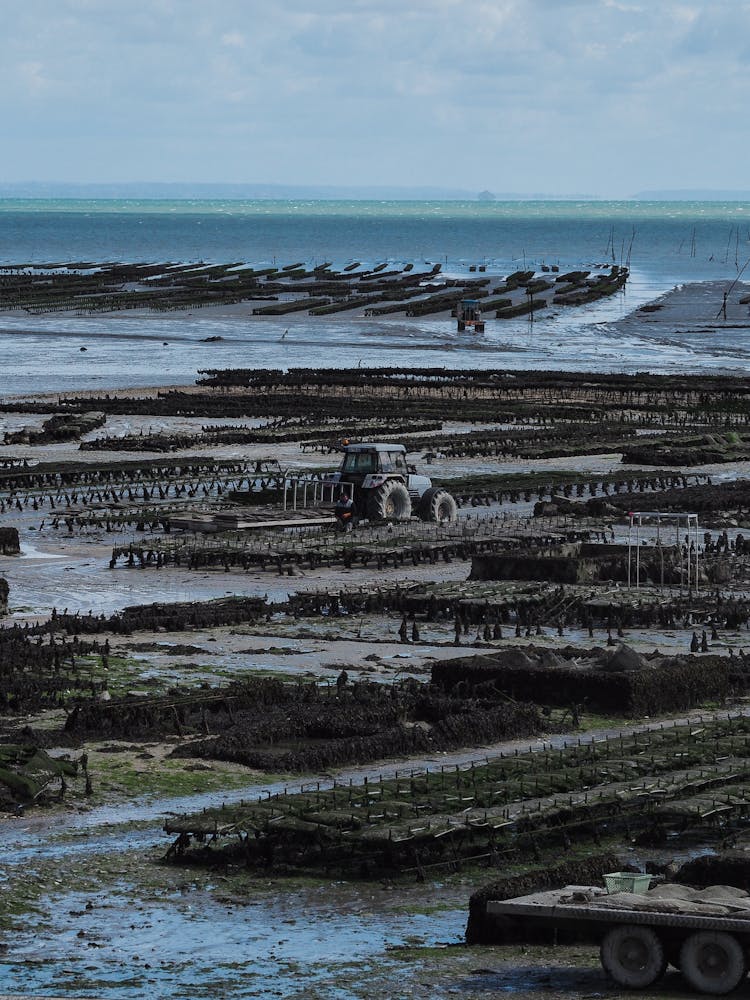 Seaweed Farming At The Seaside