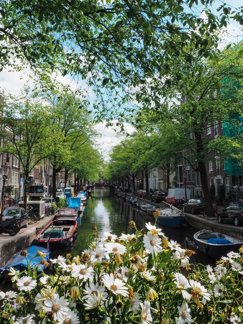 Free Beautiful Amsterdam canal scene with moored boats and white flowers in springtime. Stock Photo
