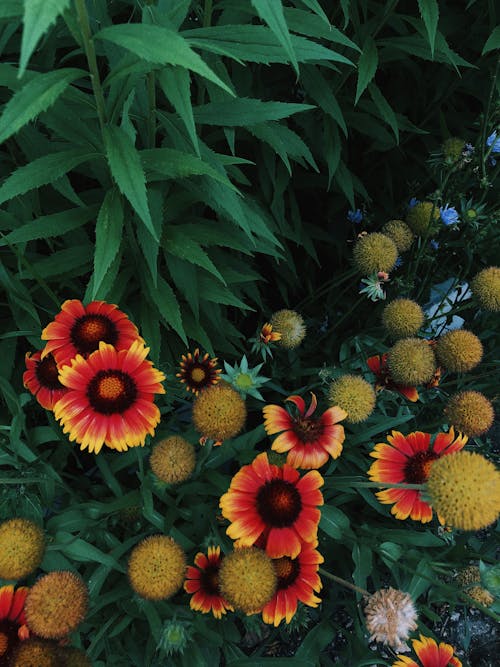 圆, 夏天, 美麗的花朵 的 免费素材图片