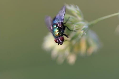 Black Red and Green Fly on White Flower Shallow Focus Photography