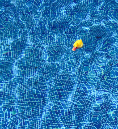 Free Little Yellow Rubber Duck Floating on Pool Stock Photo