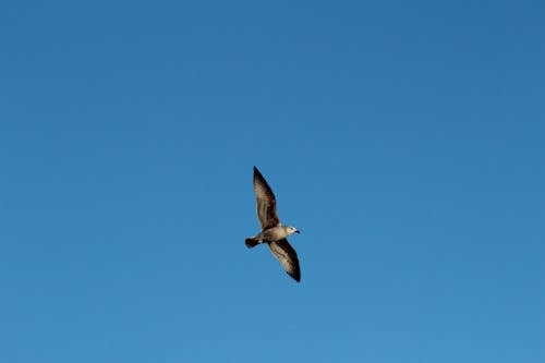 Free Flying Seagull Stock Photo