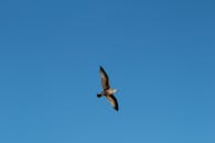 一只海鸥优雅地滑过清澈的蓝天，捕捉到了自由的本质