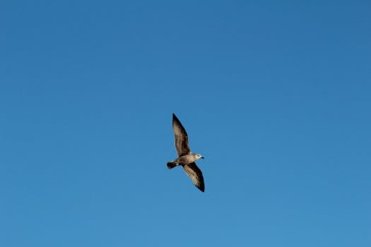 一只海鸥优雅地滑过清澈的蓝天，捕捉到了自由的本质