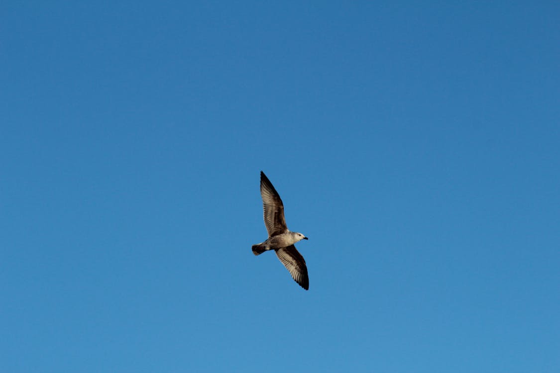 Gabbiano In Volo