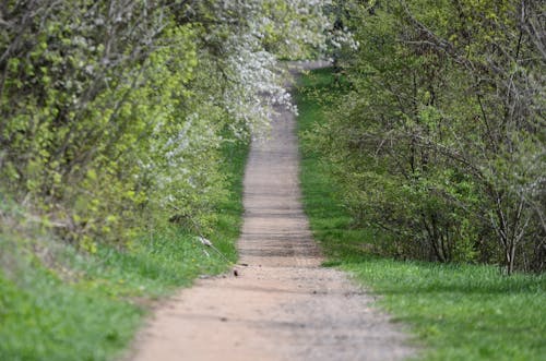 Безкоштовне стокове фото на тему «Весна, дорога, конрад сієшкі»