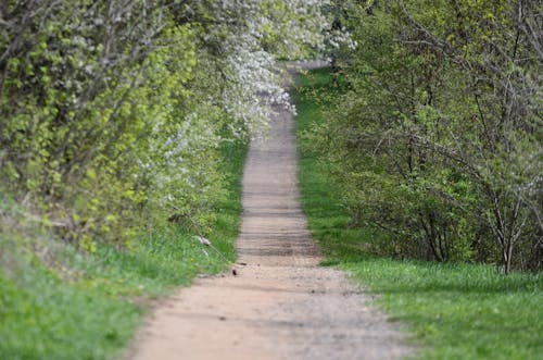 Free stock photo of konrad ciä å ki, meadow, path