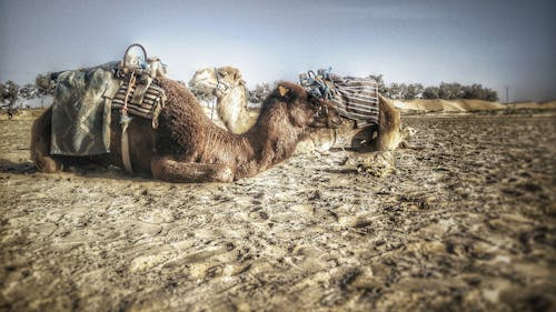 büyük sahra, çöl, develer içeren Ücretsiz stok fotoğraf