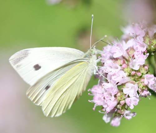 Бесплатное стоковое фото с бабочка, беспозвоночный, животное