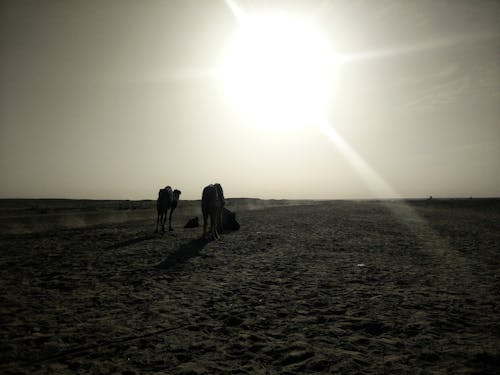 Free stock photo of camel, camels, desert