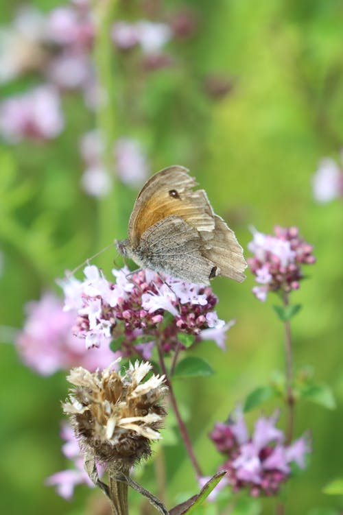 Close-Up Shot of a Butterfly Perched on a Purple Flower