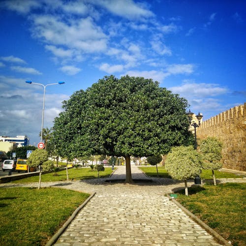 Безкоштовне стокове фото на тему «mobilechallenge, дерево»