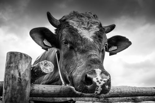 Free Grayscale Photo of a Cow's Head Stock Photo