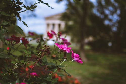 Pink Flower in Macro Shot Photography