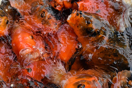 Close Up Photo of Koi Fishes