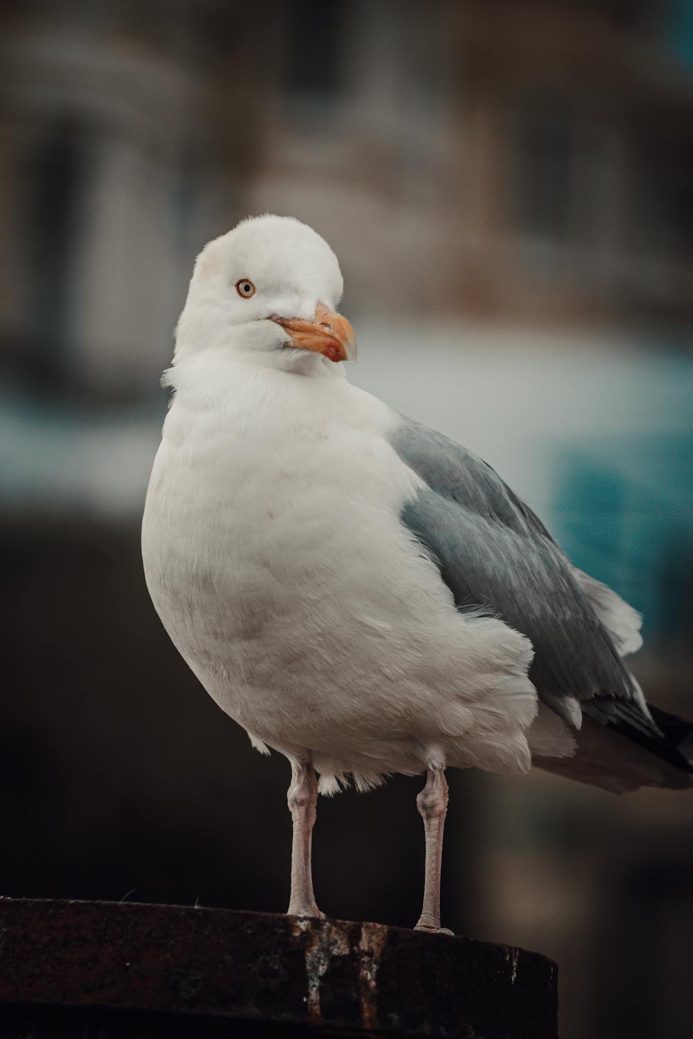 White and Gray Seagull · Free Stock Photo