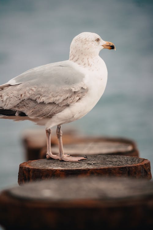 White and Gray Bird on Brown Wooden Log