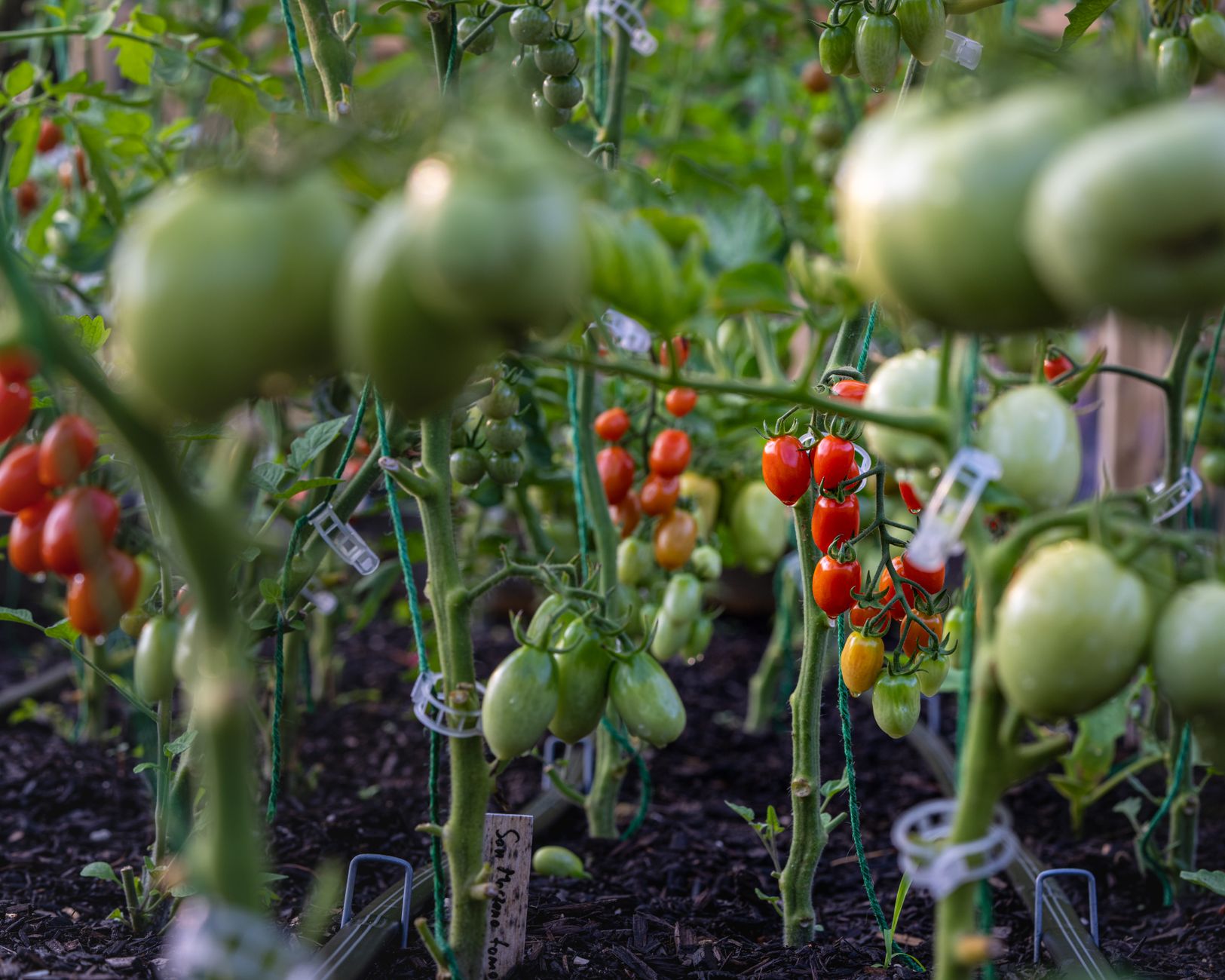 Strong Tomato Support Robust tomato plants supported by strong garden twine in a sunny garden