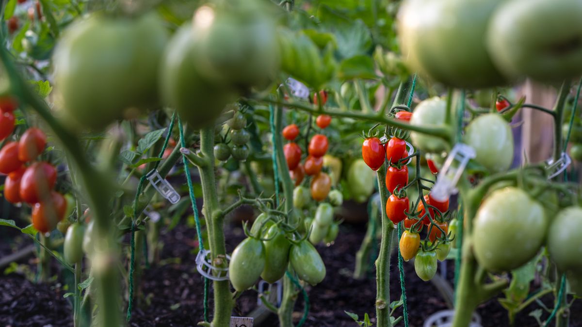 Aménager un potager en permaculture sur un balcon à Angers - illustration