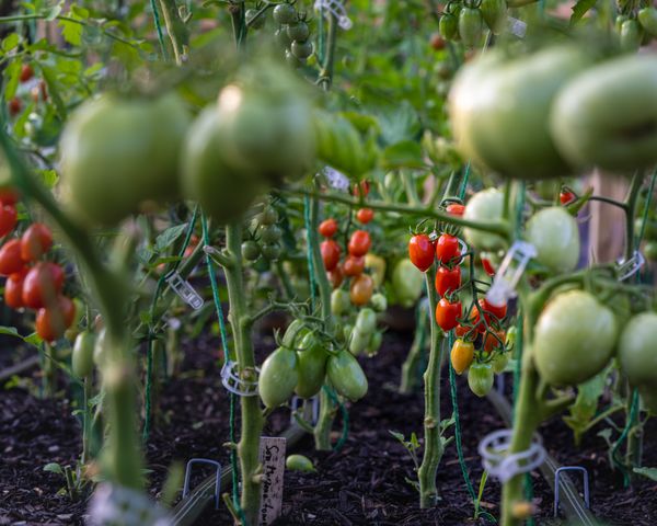Tomates rojos y verdes creciendo en la planta