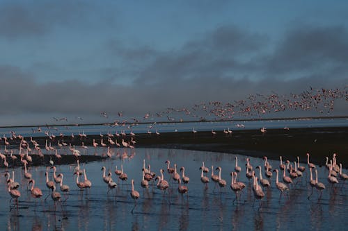 Free A Flock of Flamingo Birds on Shore with Water Stock Photo