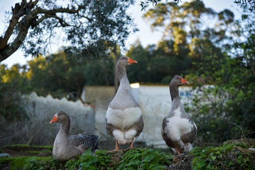 Free Wild Geese Roaming Free Stock Photo