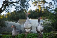 Three geese enjoying a tranquil afternoon in the lush Portuguese countryside, surrounded by vibrant greenery.