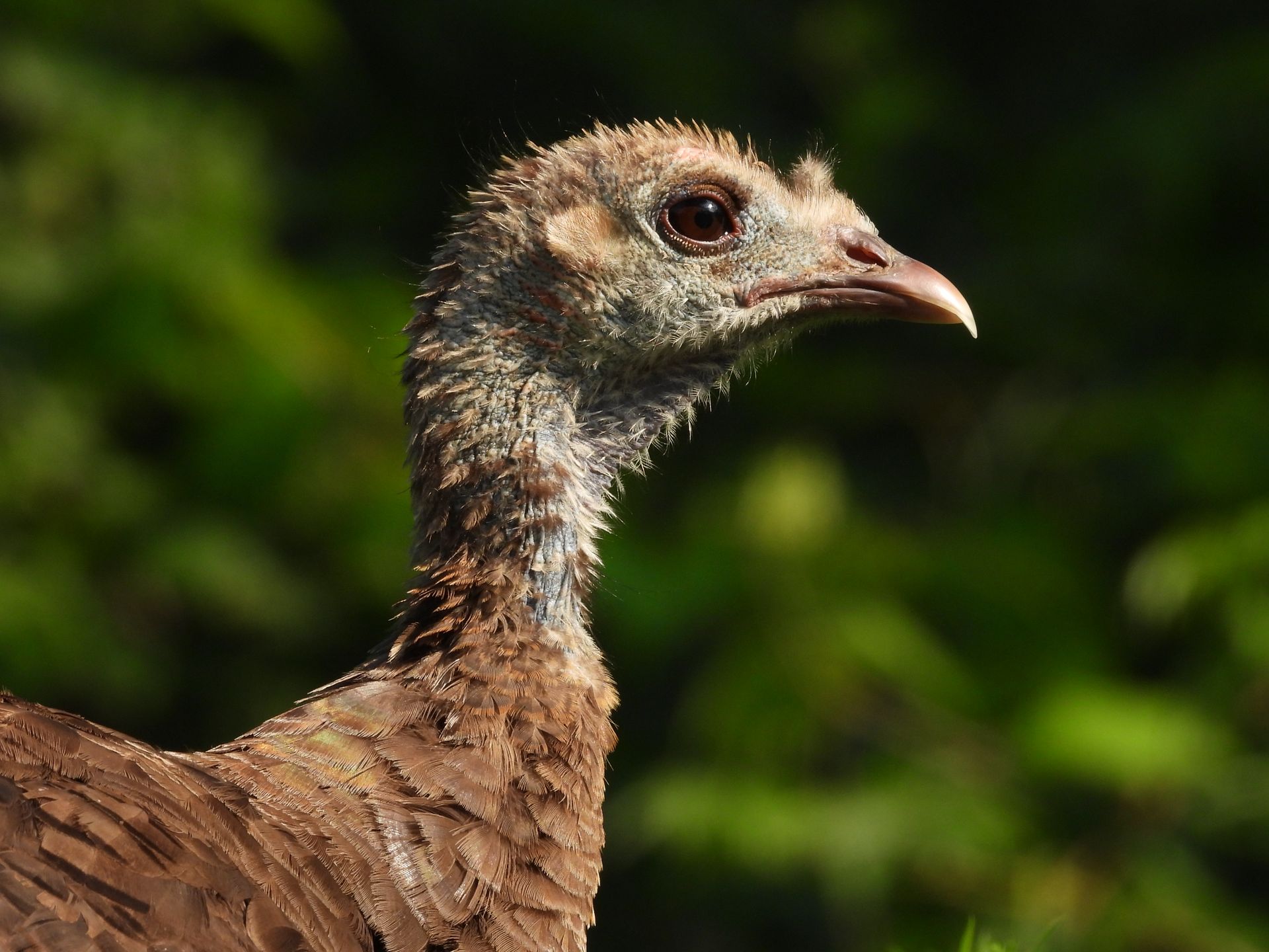 Close-up of a wild turkey hen against a lush, green natural background, showcasing detailed plumage and features.