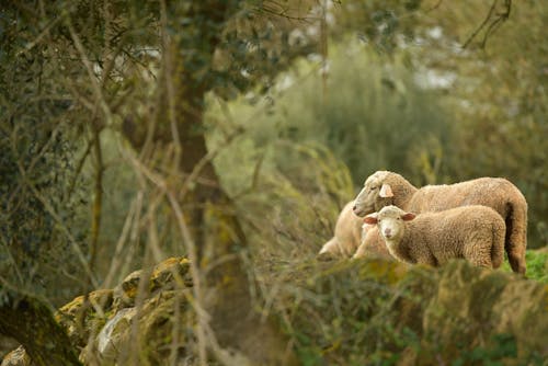 Sheep Near a Tree