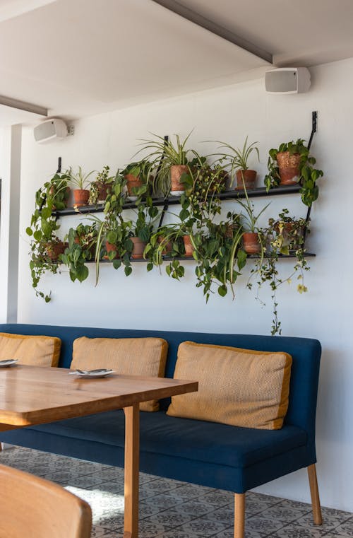 Potted Plants on Shelves