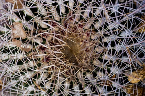 Free stock photo of cactus