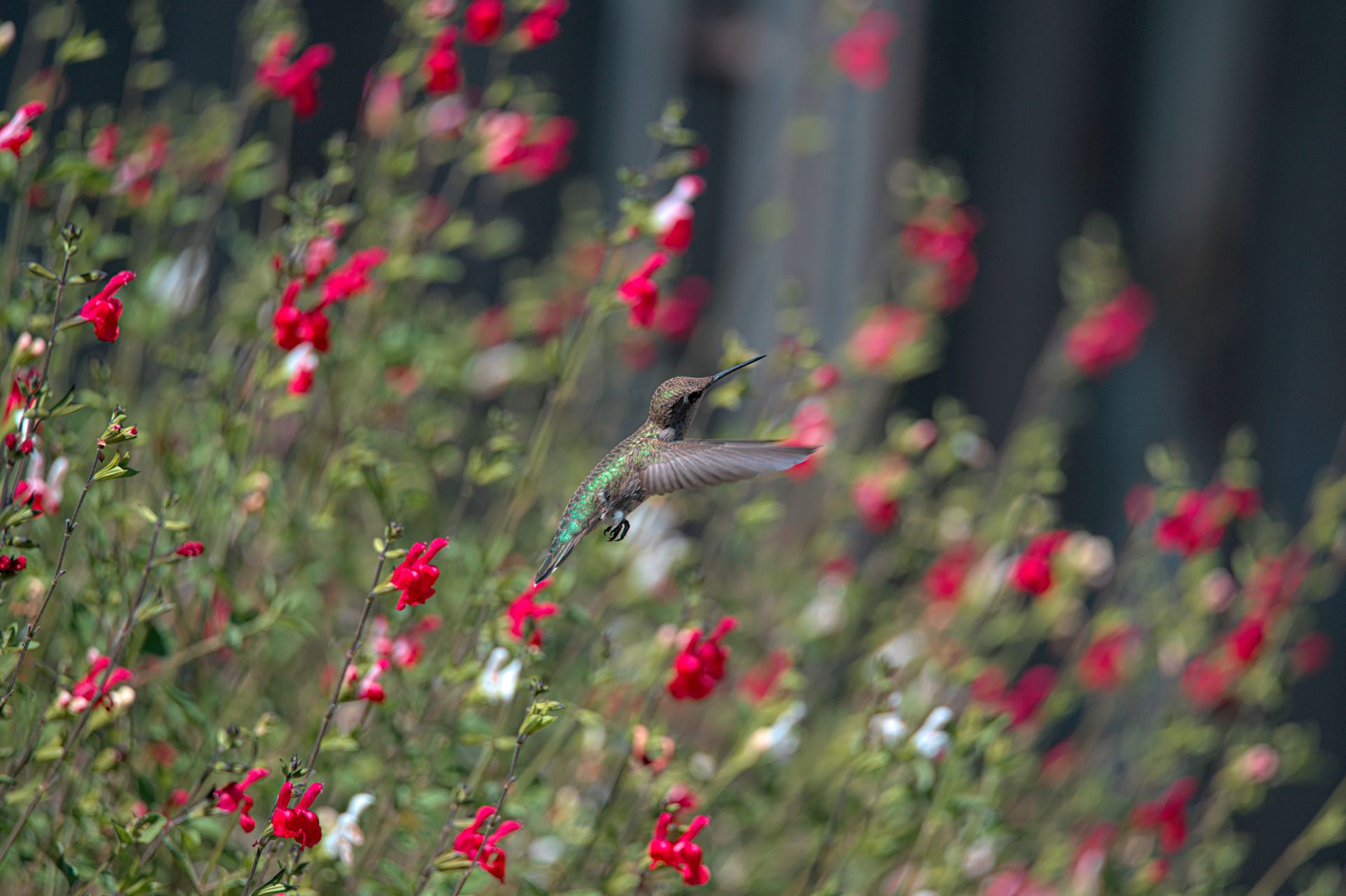 A vibrant hummingbird hovers gracefully among red flowers, captured in a natural outdoor setting.