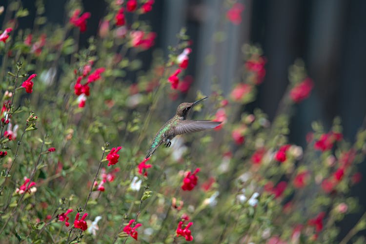 A Humming Bird Flying Near Red Flowers