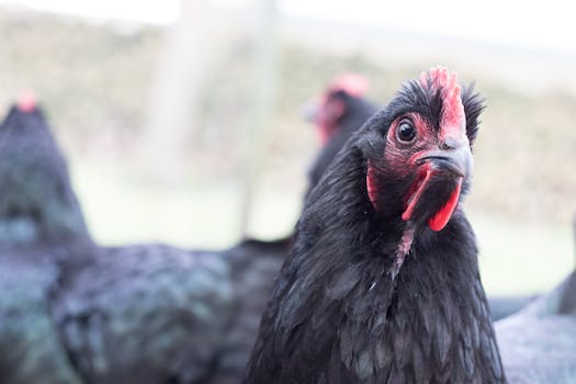 Close-up Photo of Ayam Cemani Chicken